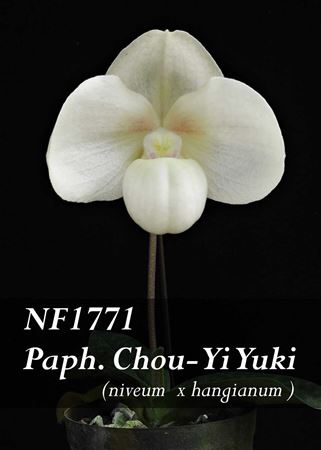 Paph. Chou-Yi Yuki  (hangianum x niveum)