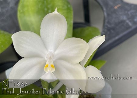 Phal. Jennifer Palermo (alba) (violacea var. alba x tetraspis var alba )