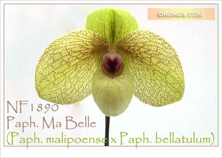 Paph. Ma Belle  (Paph. malipoense x Paph. bellatulum)
