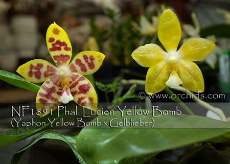 Phal. Lucien Yellow Bomb  (Yaphon Yellow Bomb x Gelblieber) 