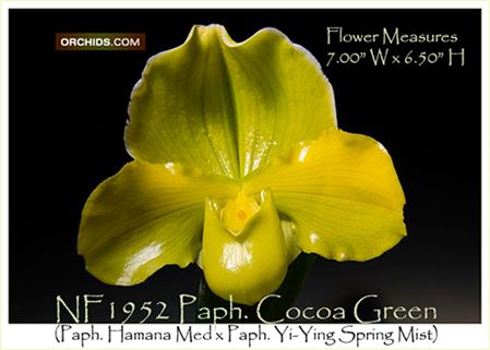 Paph. Cocoa Green  (Paph. Hamana Med x Paph. Yi-Ying Spring Mist)