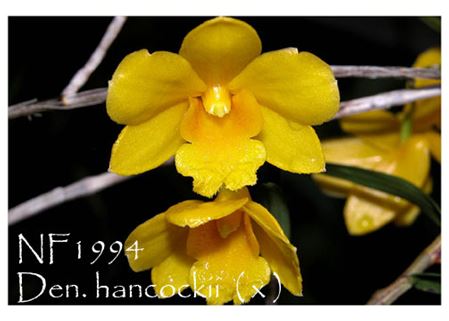 Den. hancockii  ( x )