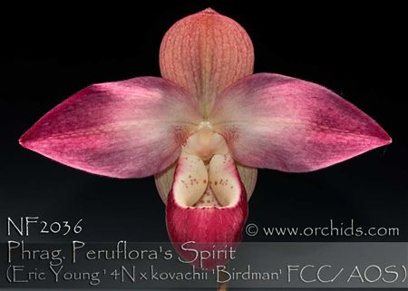 Phrag. Peruflora&#39;s Spirit  (Eric Young &#39; Rocket Fire&#39; 4N x kovachii  &#39; Birdman &#39; FCC/AOS) 