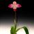 Phrag. Peruflora's Spirit  (Eric Young ' Rocket Fire' 4N x kovachii  ' Birdman ' FCC/AOS) 