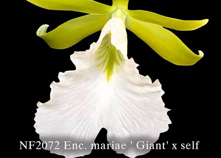 Enc. mariae  (Enc. mariae &#39; Giant &#39; x self)