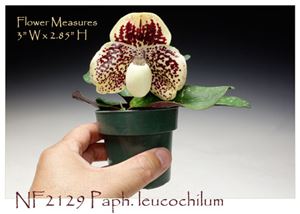 Paph. leucochilum  (leucochilum &#39; Bear 14 &#39; x leucochilum &#39; Bear 16&#39;)