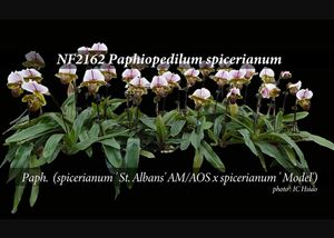 Paph. spicerianum  (spicerianum &#39; St. Albans&#39; AM/AOS x spicerianum &#39; Model&#39;)