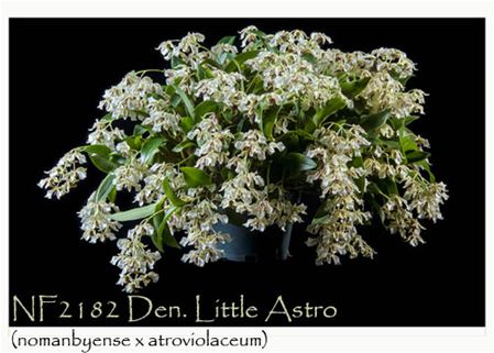 Den. Little Astro  (normanbyense x atroviolaceum)