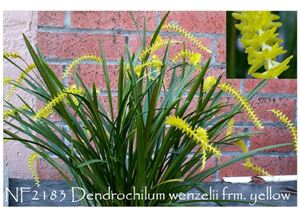 Dendrochilum. arachnites ( yellow ) 