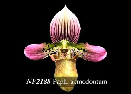 Paph. acmodontum  (acmodontum &#39; Val&#39; AM/AOS x acmodontum &#39;SF Giant&#39;)