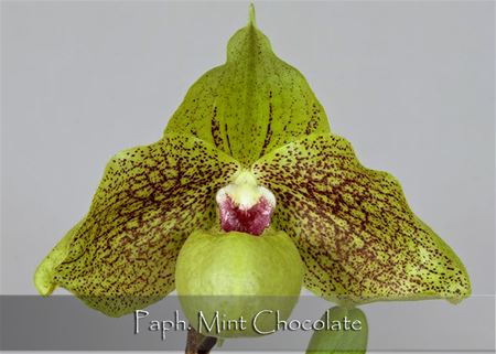 Paph. Mint Chocolate  (malipoense &#39; Bear&#39; x goderfroyae var. leucochilum)