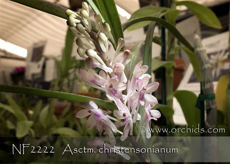 Asctm. christensonianum  ( x )