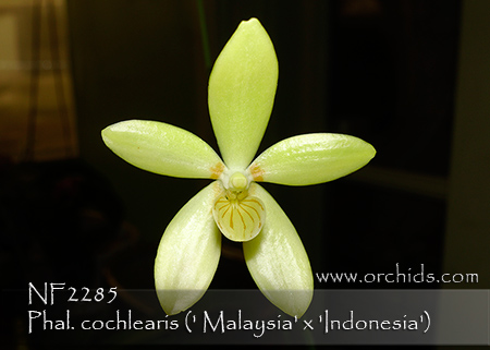 Phal. cochlearis  (cochlearis &#39; Malaysia&#39; x cochlearis &#39; Indonesia&#39;)
