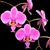 Phal.  schilleriana  fma purpurata form (schilleriana ' La Flora' x  ' Purpurata ' MA'#2' AM/AOS)