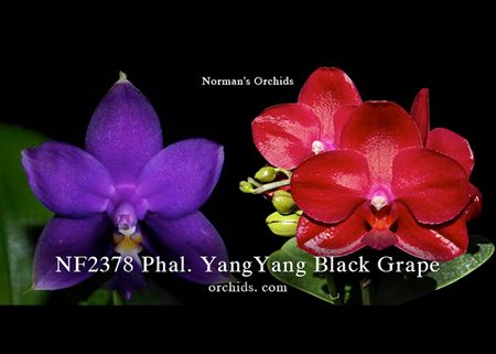 Phal. YangYang Black Grape  (Haur Jih Fancy ‘Red Lantern’ x violacea f. indigo)