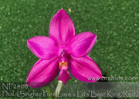 Phal. ( Singher Pure Love x Ld&#39;s Bear King &#39; Red &#39; ) 