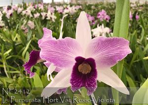 L. purpurata Hort Var Roxio-Violeta