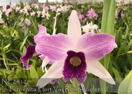 L. purpurata Hort Var Roxio-Violeta