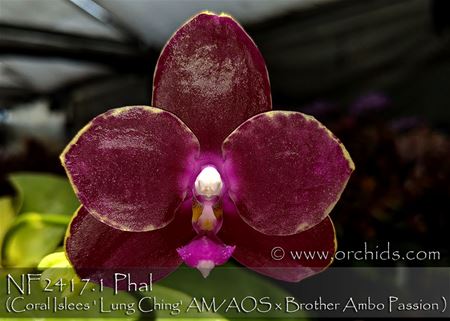 Phal Coral Islees &#39; Lung Ching&#39; AM/AOS x Brother Ambo Passion 