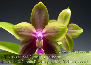 Phal. Sonny Corkern  (Nobby&#39;s Green Eagle &#39; Montclair &#39; x Chiayi Yellow Green &#39; FANGtastic &#39;)