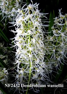 Dendrobium wassellii  (&#39;White Smoke&#39;  x self ) 