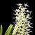 Dendrobium wassellii  ('White Smoke'  x self ) 
