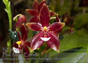 Phal. Meen Estrella ( tetraspis x cornu-cervi fma chattaladae &#39; Montclair&#39; AM/AOS )