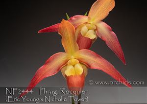Phrag. Rocquier  (Eric Young x Nicholle Tower)