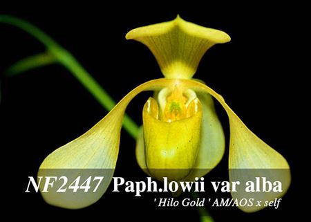 Paph. lowii var alba  (llowii var alba &#39; Hilo Gold &#39; AM/AOS x self) 