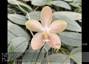 Phal. Norman&#39;s Silver Maiden  (Silvery Angels &#39; Plantium&#39; x gigantea &#39; Red &#39;) 
