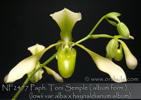 Paph. Toni Semple ( album form )  (lowii var alba x haynaldianum album) 