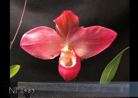 Phrag. QF Pink Frill  (Eric Young &#39; R.F.&#39; 4N &#39; x Eumelia Arias)
