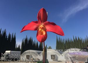 Phrag. QF MaKole  (Red Rocket x Peruflora&#39;s Cirila Alca) 