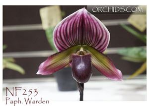 Paph. Warden  (Maudiae &#39; Los Osos&#39; AM/AOS x Paph. Holdenii &#39; The Queen&#39;)
