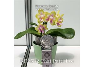 Phal. Patti  Lee (Nobby&#39;s Green Eagle &#39; Montclair&#39; AM/AOS x Chang Maw Jade) 