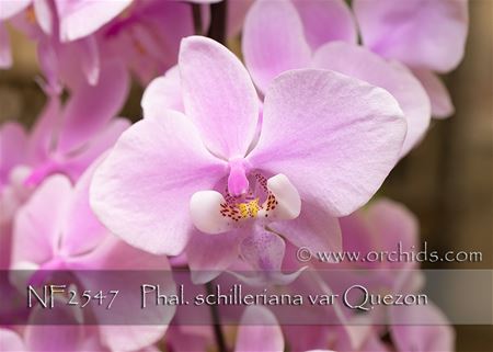 Phal. schilleriana var Quezon  (schilleriana &#39; Quezon Queen &#39; x schilleriana &#39; Quezon Best &#39;) 