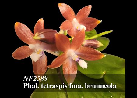 Phal. tetraspis fma. brunneola  (tetraspis &#39; Mocha &#39; x tetraspis &#39; Coffee &#39;) 
