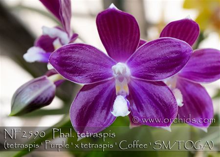Phal. tetraspis  (tetraspis &#39; Purple &#39; x tetraspis &#39; Coffee &#39; SM/TOGA) 