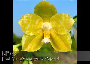 Phal. YangYang Super Model  (gigantea var alba &#39; Prince &#39; x Yungho Gelb Canary &#39; Yungho&#39;) 