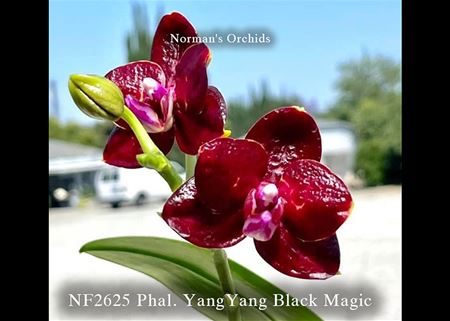 Phal. YangYang Black Magic  (Al Sun Hannover &#39; Ember &#39; x GW Green World &#39; Yaphon&#39; AM/AOS)