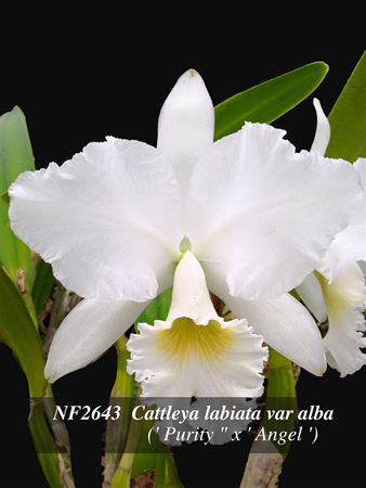 C. labiata var alba  (&#39; Purity &quot; x &#39; Angel &#39;)