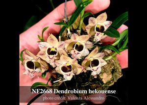 Dendrobium hekouense var. giganteum 