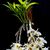 Dendrobium  bensoniae 
