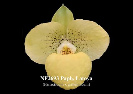 Paph. Latoya  (Fanacticum x armeniacum) 