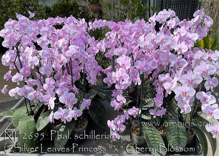 Phal. schilleriana  (&quot; Silver Leaves Princess &quot; x &quot; Cherry Blossom &#39;) 
