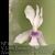 V. Little Blossom  (Vanda falcata x Vanda  Miss Joaquim) 