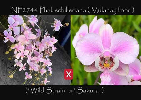 Phal. schilleriana ( Mulanay form ) (&#39; Wild Strain &#39; x &quot; Sakura &#39;)