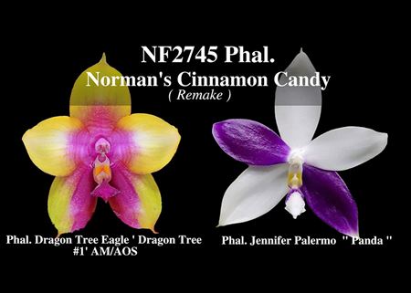 Phal. Norman&#39;s Cinnamon Candy  (Dragon Tree Eagle &#39; Dragon Tree #1&#39; AM/AOS x Jennifer Palermo  &quot; Panda &quot;) 