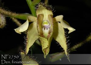 Dendrobium  finisterrae  (&quot; Green Dragonfly&#39; x self) 