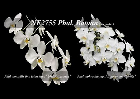 Phal. Bataan  (amabilis  fma Irian Java &#39;24 H Fragrance &#39; x aphrodite ssp.  formosanum ‘Ta Wu’)